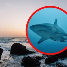 Czy w Hiszpanii są rekiny? Prawda o zagrożeniu dla kąpiących się